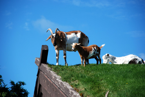 Door County Goats On Roof Jane S Journeys