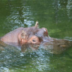 Lu - the most famous hippo in captivity Photocredit: https://homosassaspringswildlife.com/