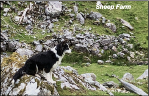 Border Collie on a sheep farm in Ireland